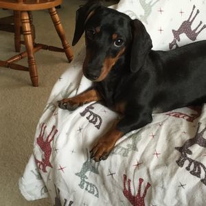 Meet your Posher, Shelley